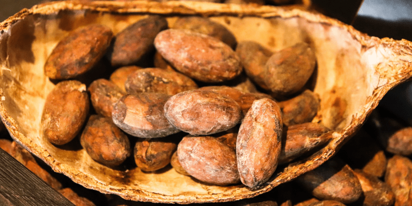 Fotografia mostra amêndoas de cacau. O registro conta com diversos grãos, que são marrons, de tamanho mediano, e com formato oval alongado. Fim da descrição.