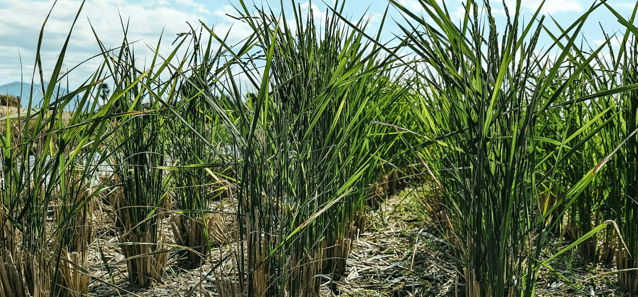 Foto em formato paisagem de um plantio de cana-de-açúcar. A imagem mostra plantação de cana e conta com elementos secundários como céu azul e nuvens brancas. Fim da descrição.