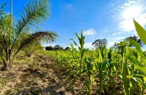 Plantação da Fazenda Espelho, unidade de pesquisa agroflorestal e de melhoramento genético da S.Oleum | Divulgação: S.Oleum 